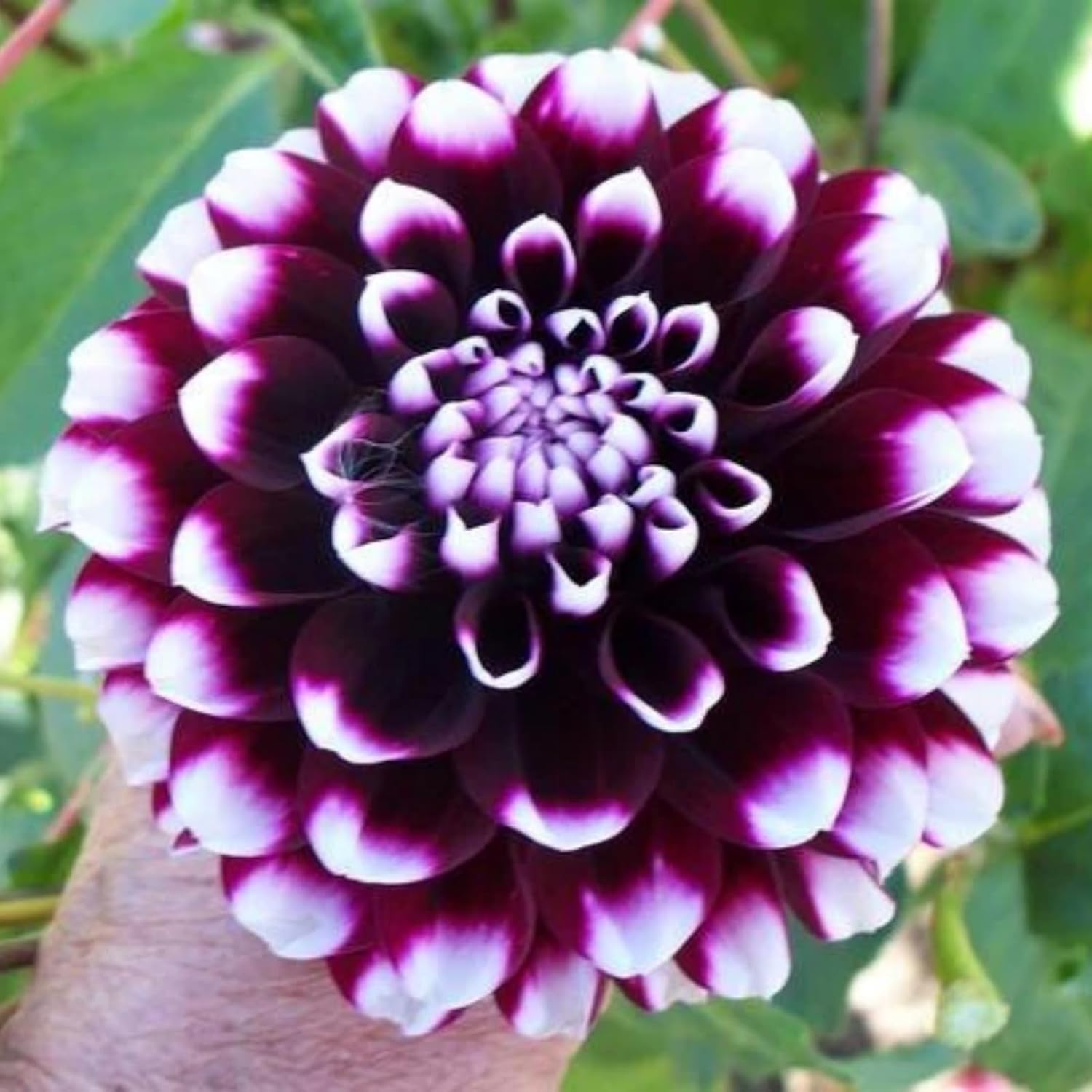 500+ Perennial Dahlia Flower Seeds Exotic Multi-Color Beautiful Dahlia Seeds for Planting Non-GMO Flowers Seeds Garden Outdoor - Hình 6