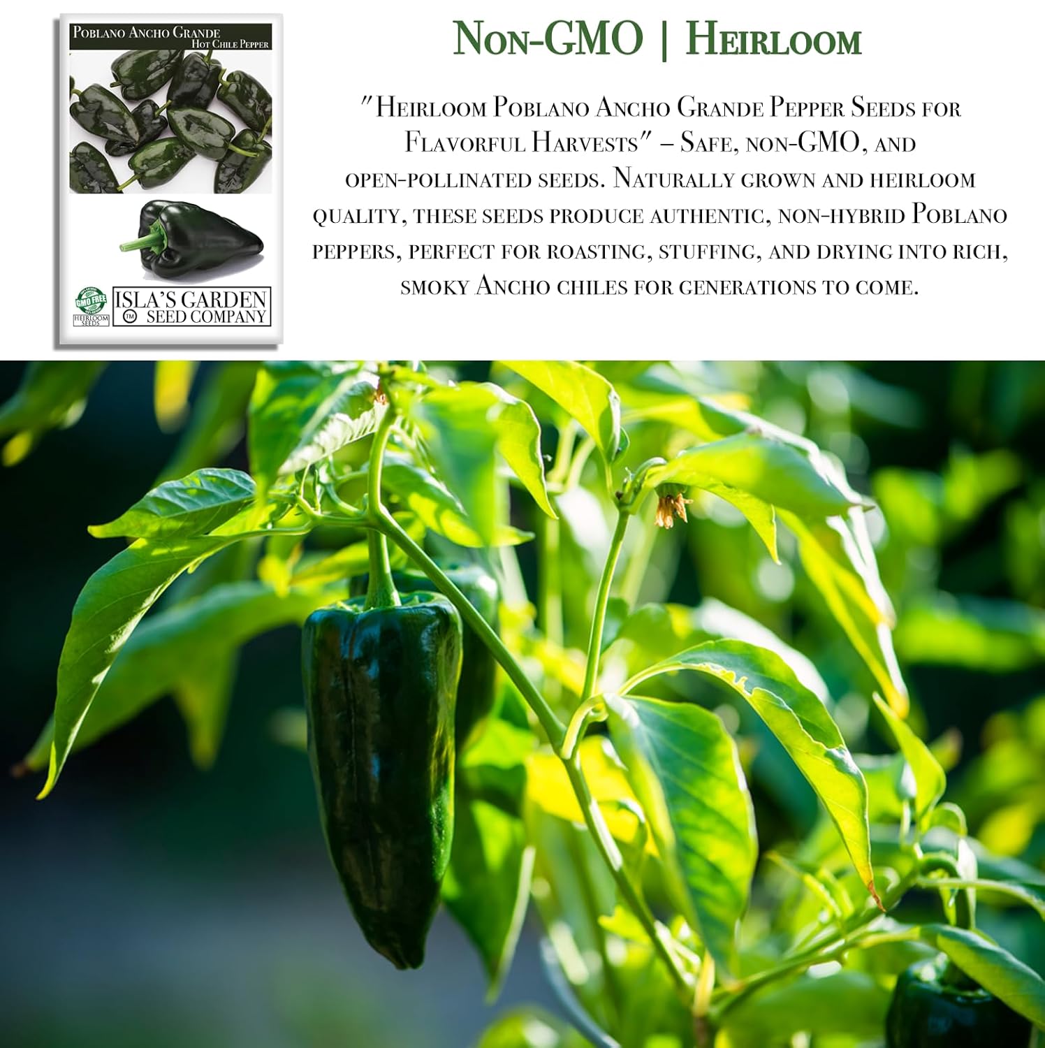 Poblano Ancho Grande Pepper Seeds (Capsicum annuum) – 50+ Heirloom Non-GMO Seeds by Isla’s Garden Seeds, Mild & Smoky Flavor, Perfect for Roasting, Stuffing & Drying, High-Yield Garden Favorite - Hình 3