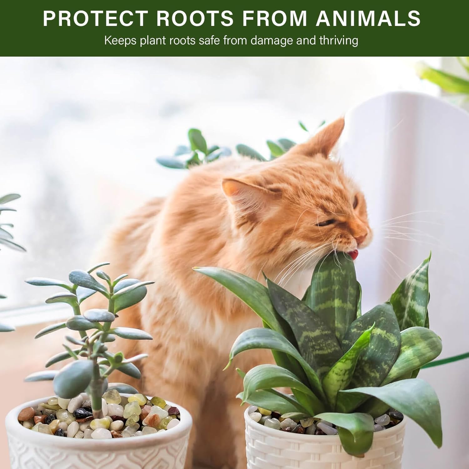 NUPICK 3 lbs Pebbles for Indoor Plants, 3/8 Inch Pea Gravel for Fish Tank, Polished Decorative Rocks for Succulent, Natural River Stones for Vases, Cactus, Landscaping, Bird Bath, Aquarium, Colorful - Hình 3