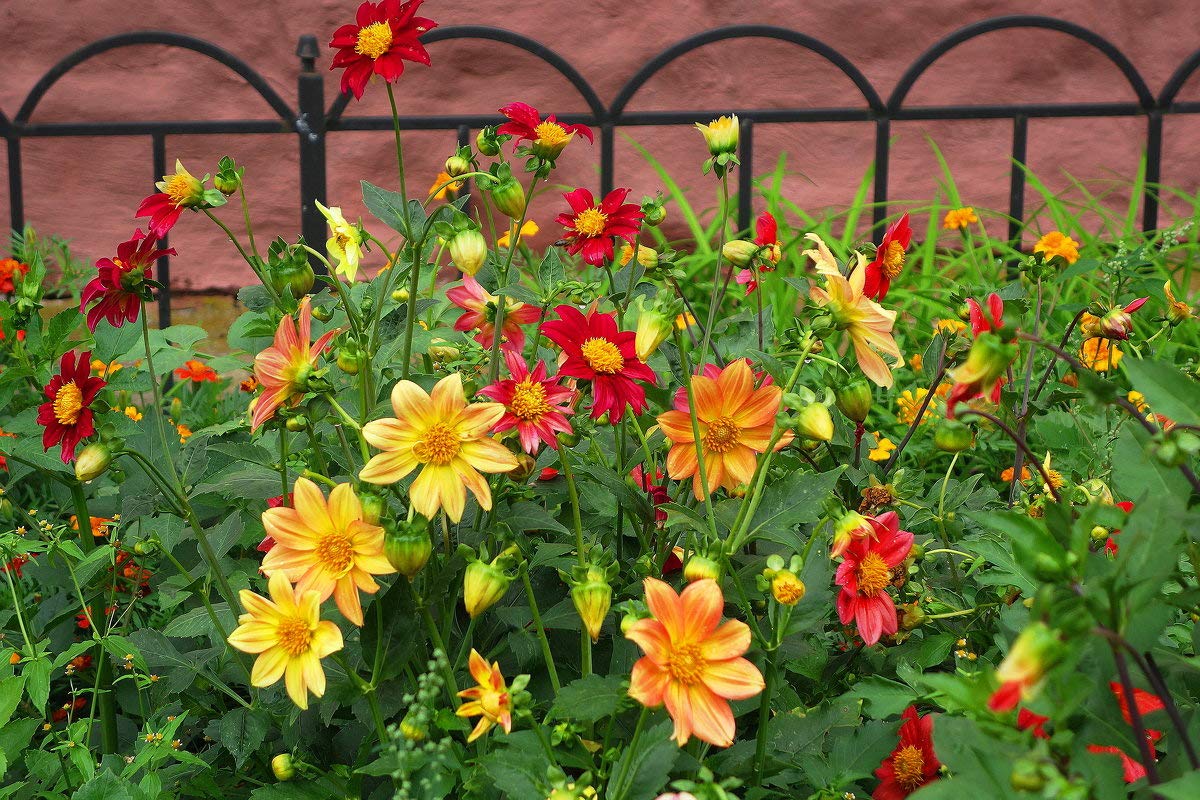 70+ Seeds Dahlia Merry Guys (Funny Guys) - Flower Mix - Hình 3