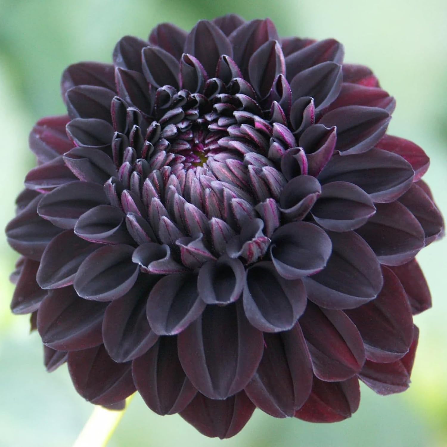 500+ Perennial Dahlia Flower Seeds Exotic Multi-Color Beautiful Dahlia Seeds for Planting Non-GMO Flowers Seeds Garden Outdoor - Hình 2