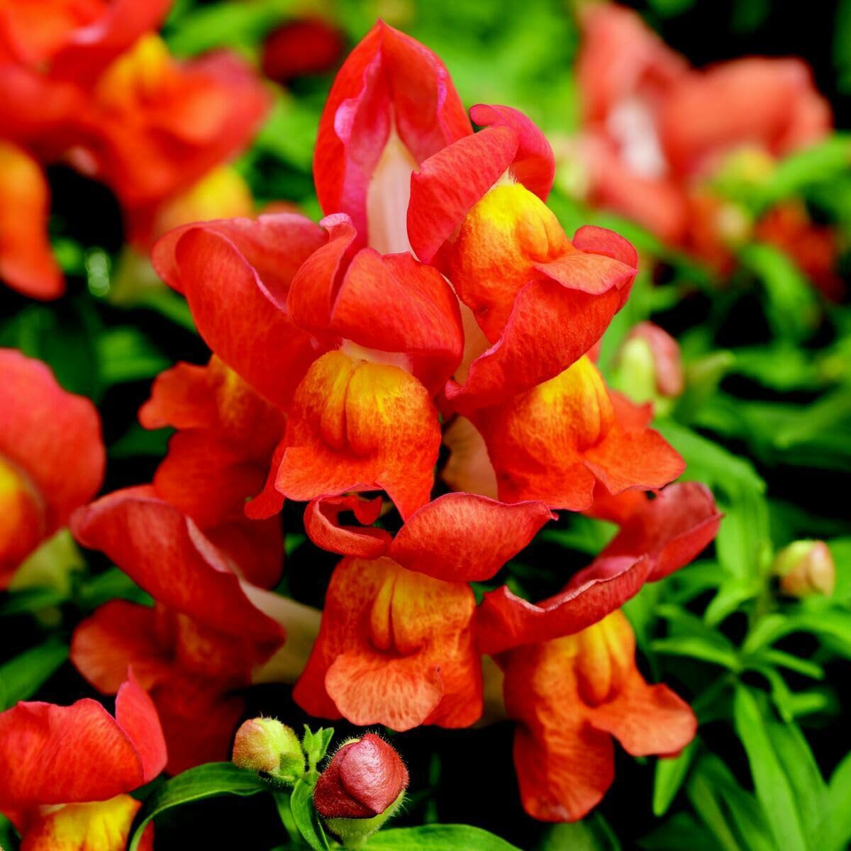 Mixed Snapdragon Flowers Seeds Tall Garden Pretty Flower Annual Outdoor Magic Carpet Non-GMO 300pcs - Hình 4