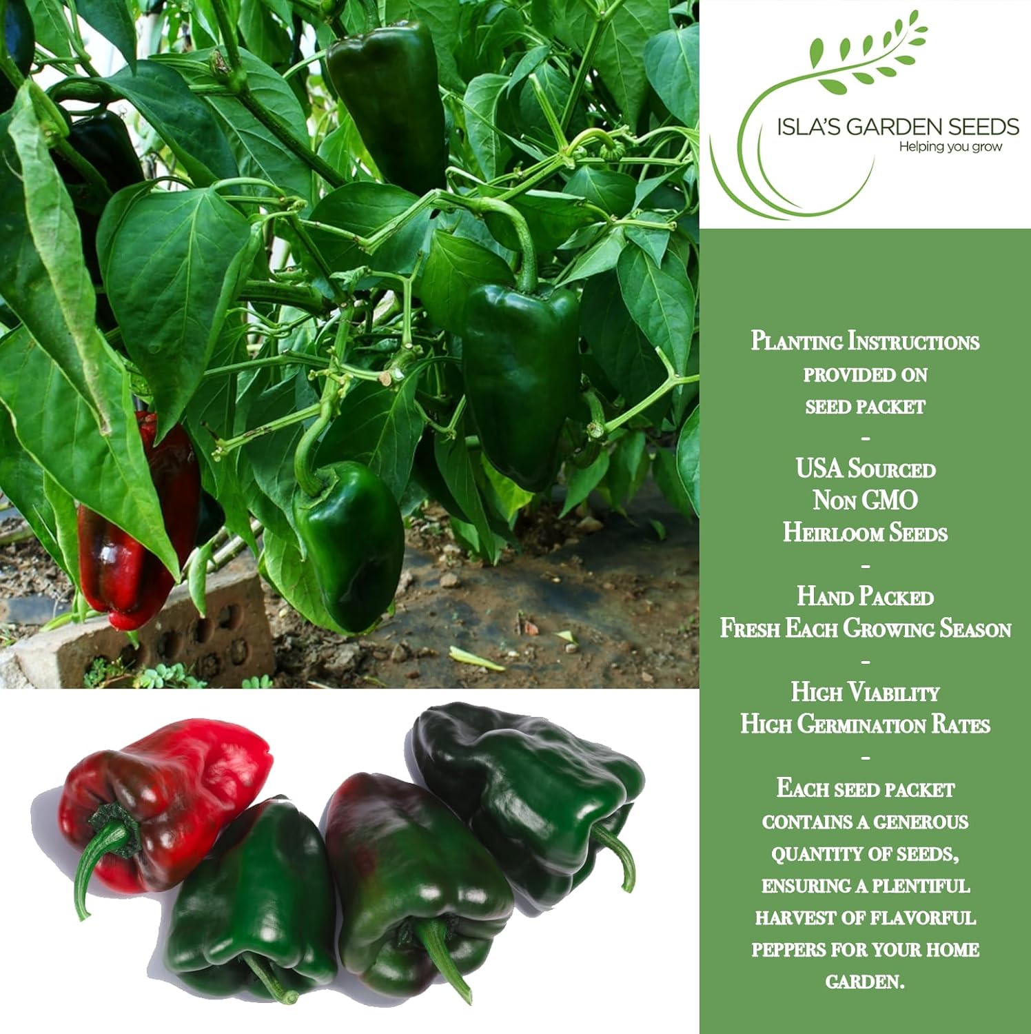 Poblano Ancho Grande Pepper Seeds (Capsicum annuum) – 50+ Heirloom Non-GMO Seeds by Isla’s Garden Seeds, Mild & Smoky Flavor, Perfect for Roasting, Stuffing & Drying, High-Yield Garden Favorite - Hình 2