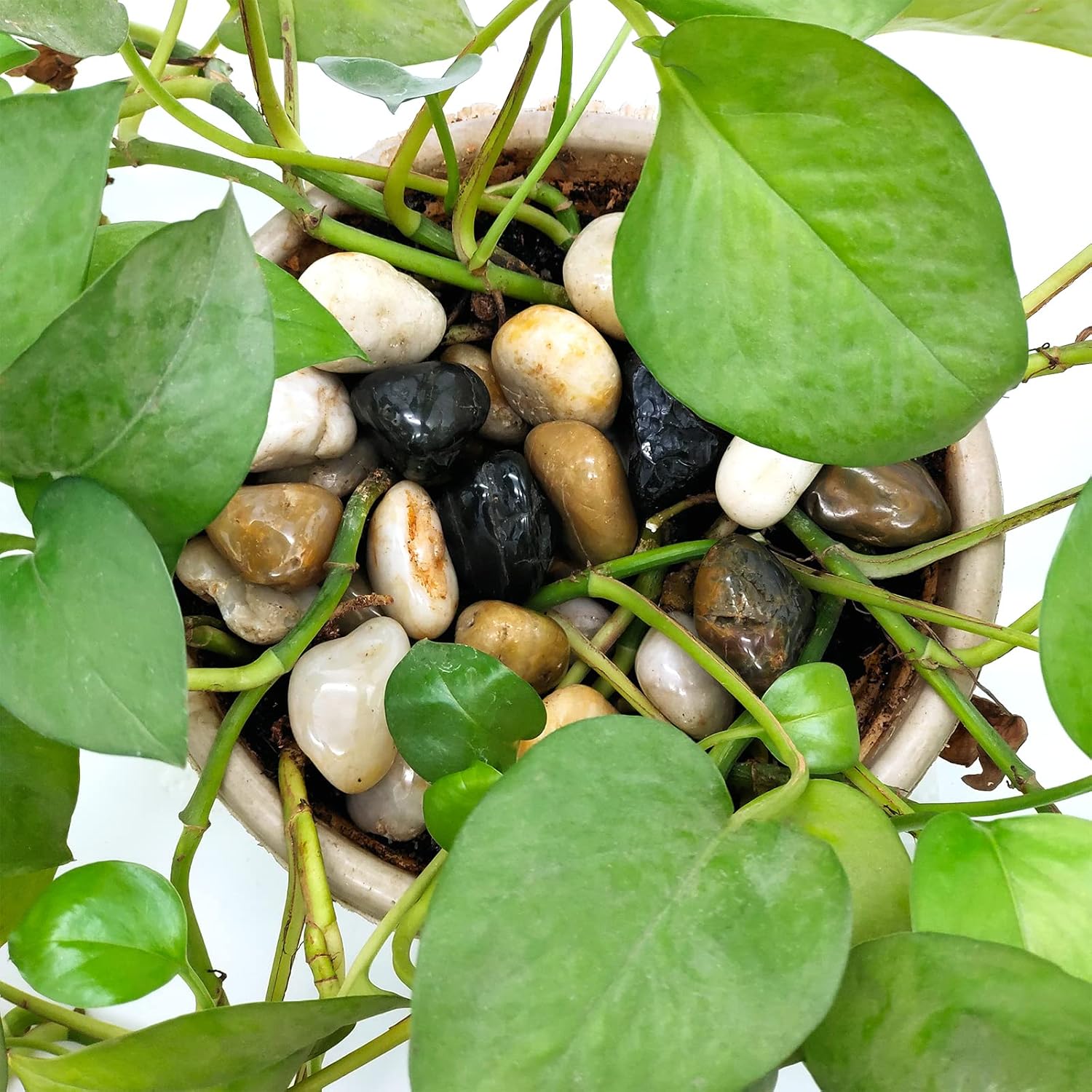 1lb Polished Pebbles for Plants,Gardens, Décor, Landscaping, Succulent, Terrarium, Decorative Rocks-Natural Stone Pebbles,Smooth Mixed Color Pebbles Gravel,Outdoor Decorative Stones - Hình 5