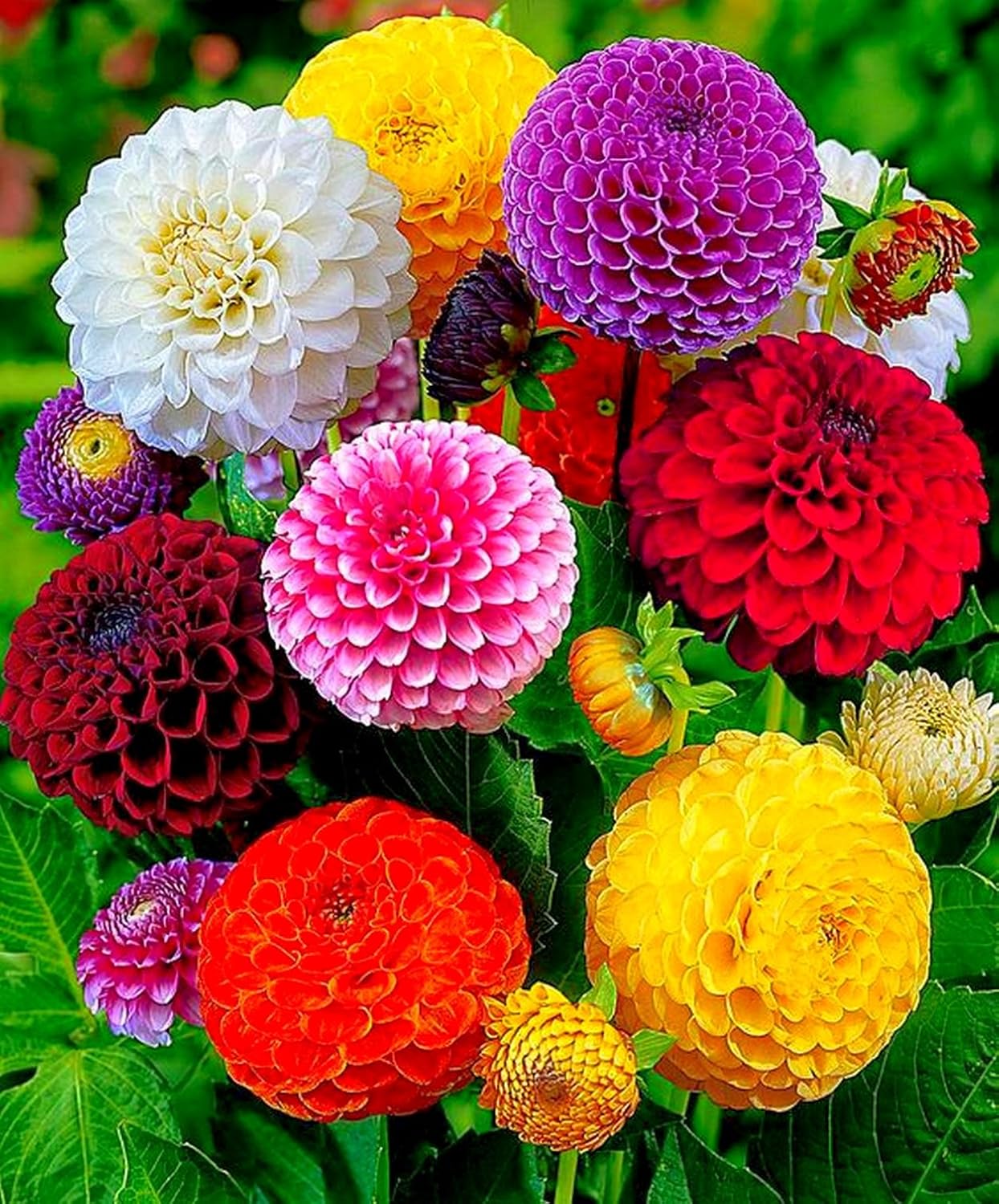 30+ Seeds Pompon Dahlia - Flower Mix - Amazon.com : SeedsUP - 30+ Seeds Pompon Dahlia - F...