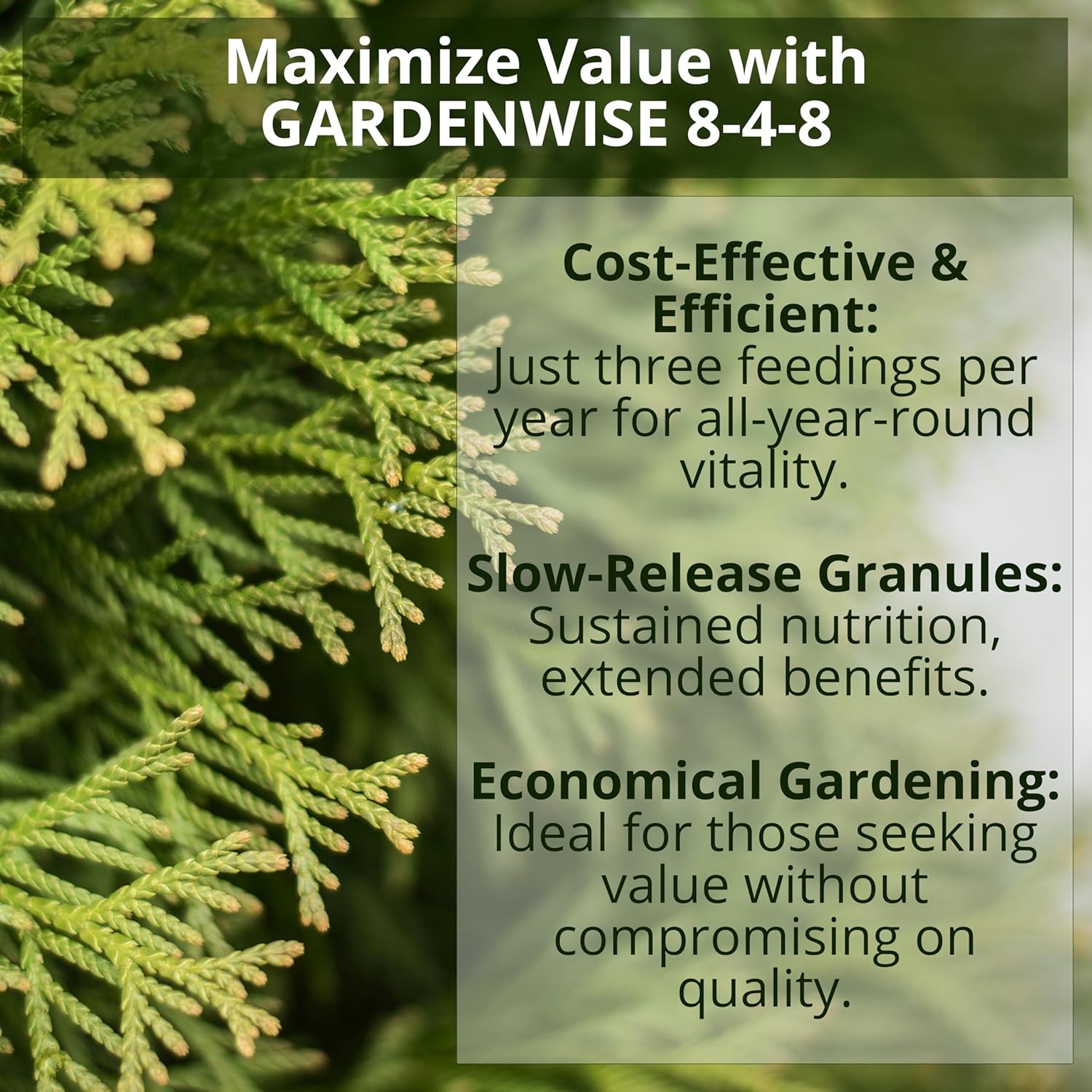 GARDENWISE 8-4-8 Acidic Fertilizer for Azaleas, Camellias (Camelia), Hydrangeas, Blueberries, Gardenias, Magnolia Trees, Evergreens, and Rhododendrons - Ideal Iron-Rich Plant Food (12 OZ) - Hình 7