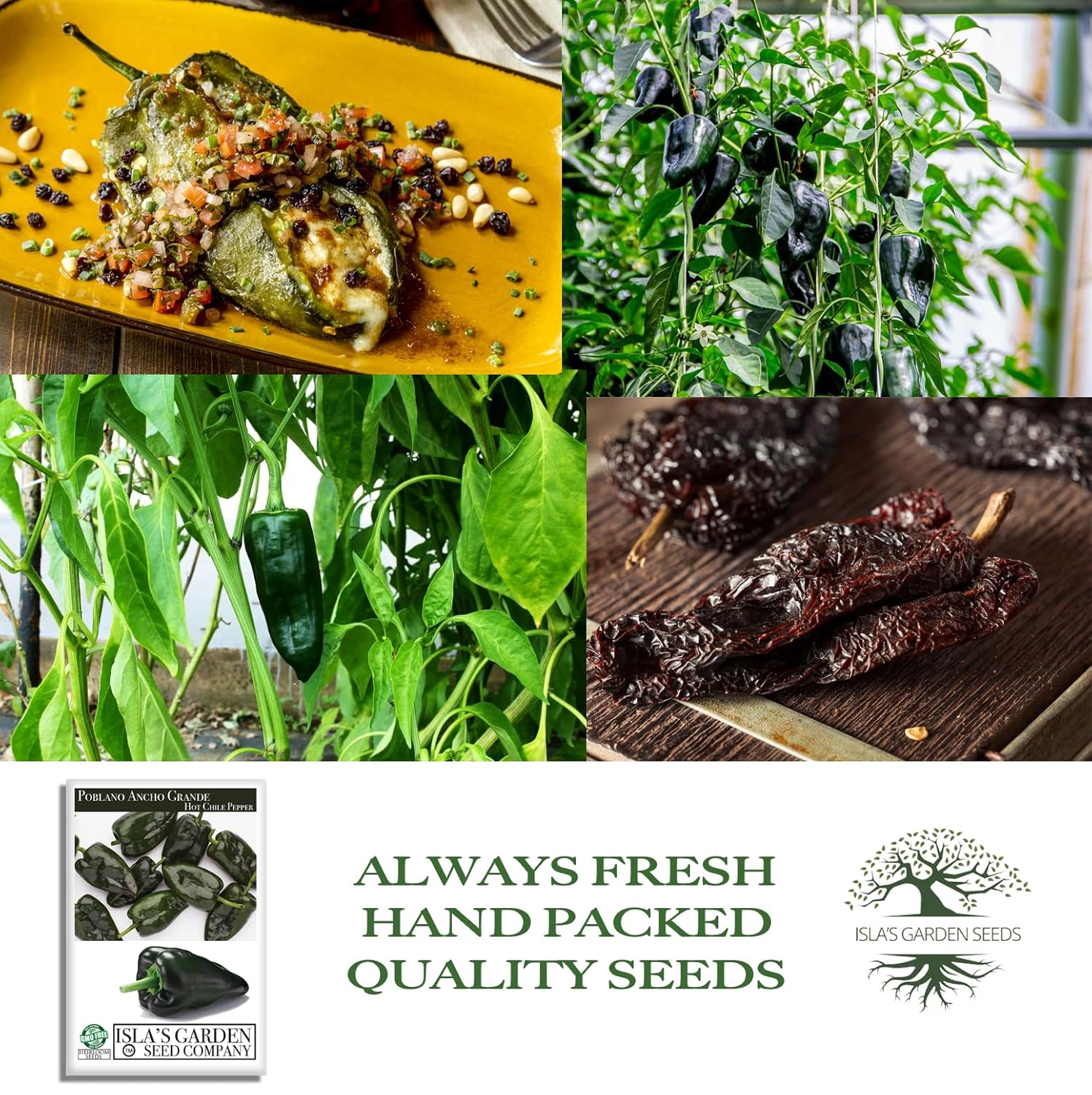 Poblano Ancho Grande Pepper Seeds (Capsicum annuum) – 50+ Heirloom Non-GMO Seeds by Isla’s Garden Seeds, Mild & Smoky Flavor, Perfect for Roasting, Stuffing & Drying, High-Yield Garden Favorite - Hình 4