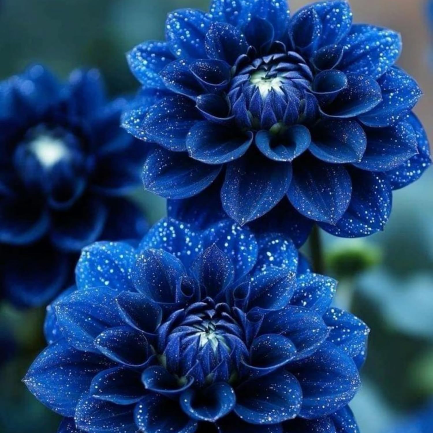 500+ Perennial Dahlia Flower Seeds Exotic Multi-Color Beautiful Dahlia Seeds for Planting Non-GMO Flowers Seeds Garden Outdoor - Hình 7