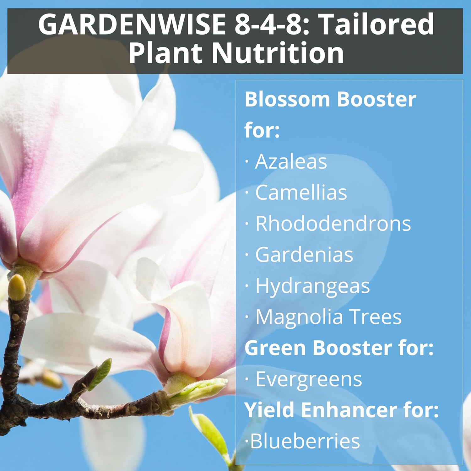 GARDENWISE 8-4-8 Acidic Fertilizer for Azaleas, Camellias (Camelia), Hydrangeas, Blueberries, Gardenias, Magnolia Trees, Evergreens, and Rhododendrons - Ideal Iron-Rich Plant Food (12 OZ) - Hình 4