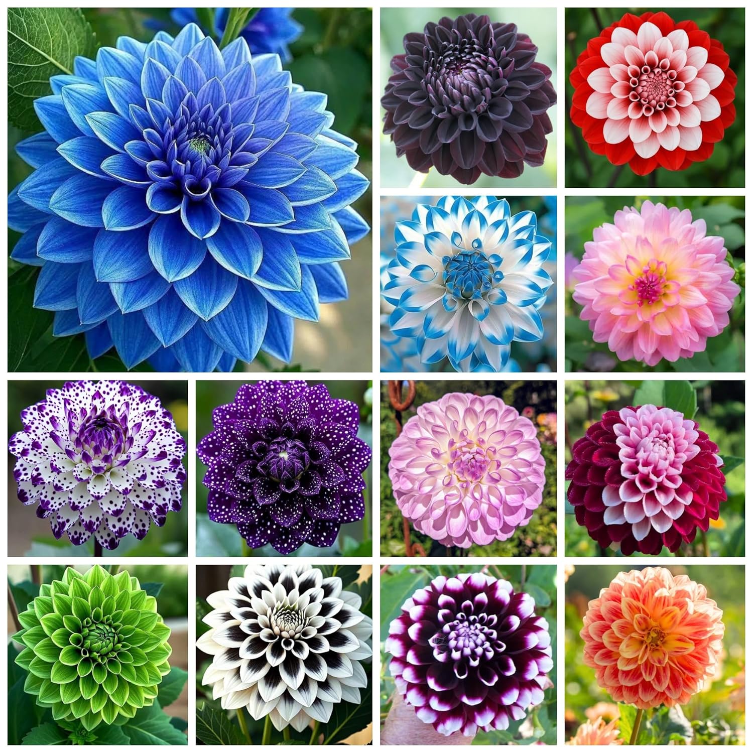 500+ Perennial Dahlia Flower Seeds Exotic Multi-Color Beautiful Dahlia Seeds for Planting Non-GMO Flowers Seeds Garden Outdoor - Amazon.com : 500+ Perennial Dahlia Flower Seeds Ex...