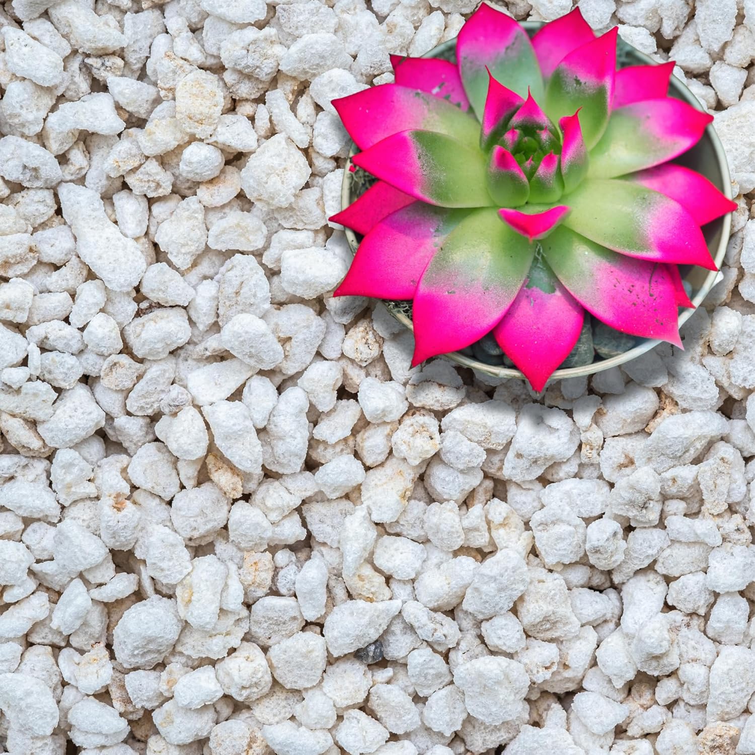 GARDENWISE Perlite for Plants, Extra Coarse Grade 4 Horticultural Perlite, Organic Perlite for Gardening Indoor & Outdoor, Made in USA (1 Quart) - Amazon.com : GARDENWISE Perlite for Plants, Extra ...