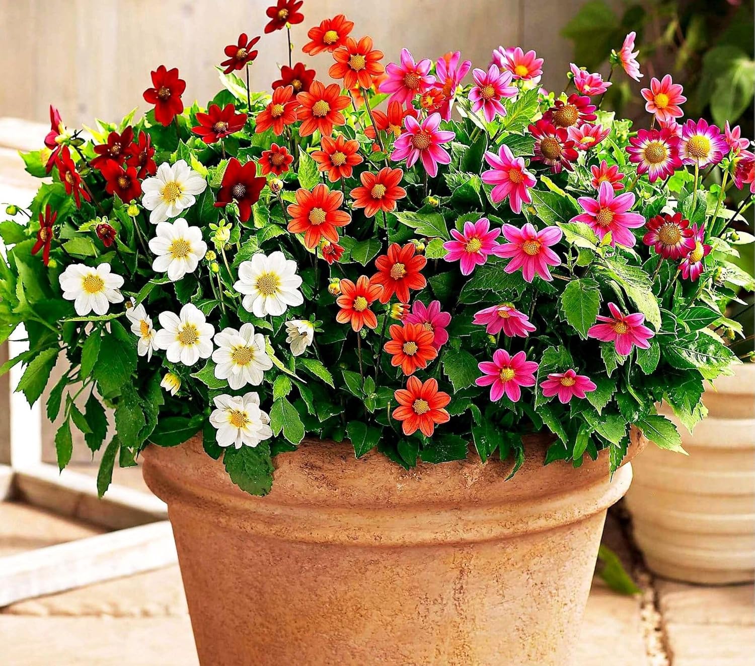 100+ Perennial Mixed Mini Dahlia Pompon Flower Seeds for Planting Ourdoor Beautiful Heirloom - Hình 3