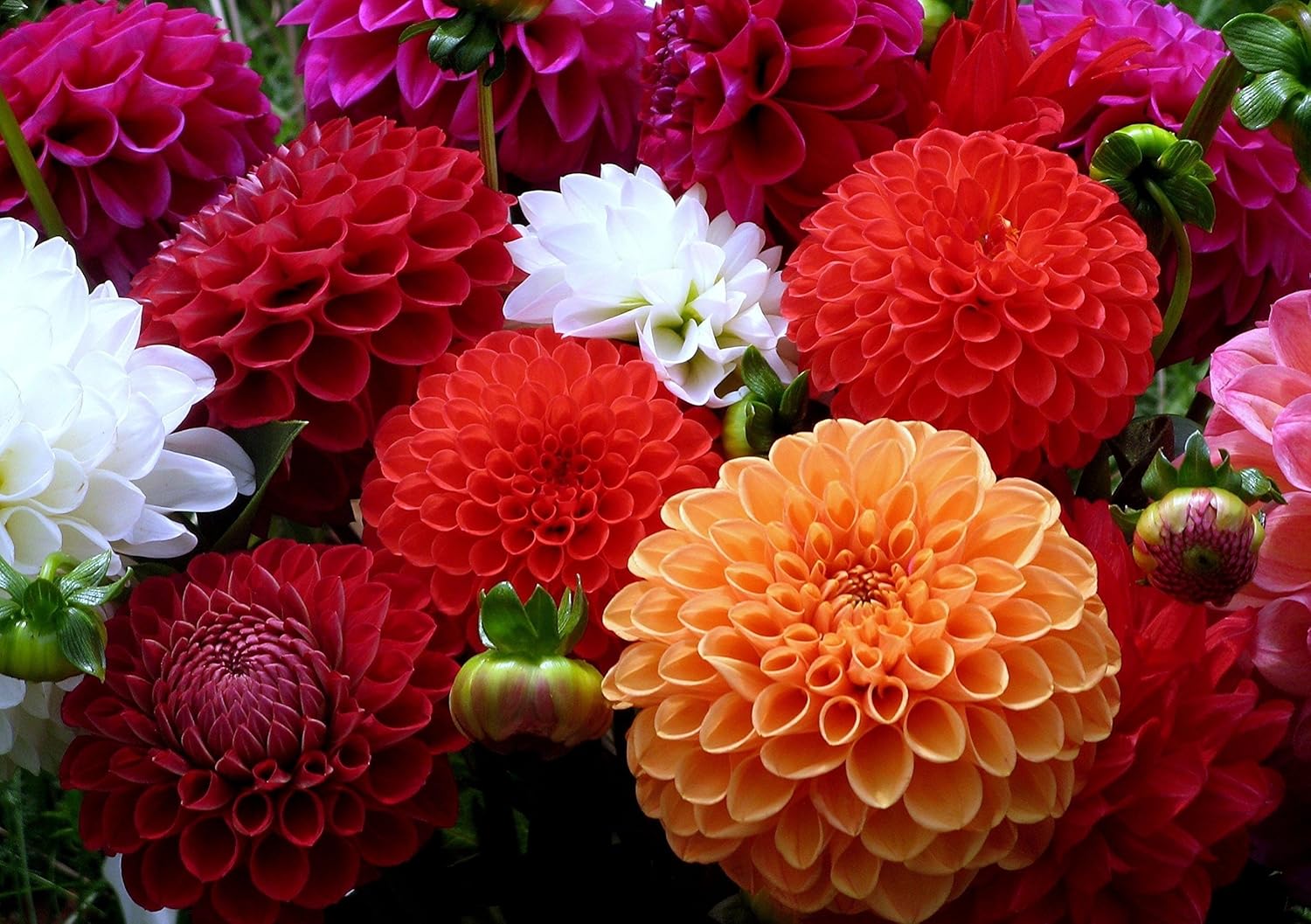 30+ Seeds Pompon Dahlia - Flower Mix - Hình 3