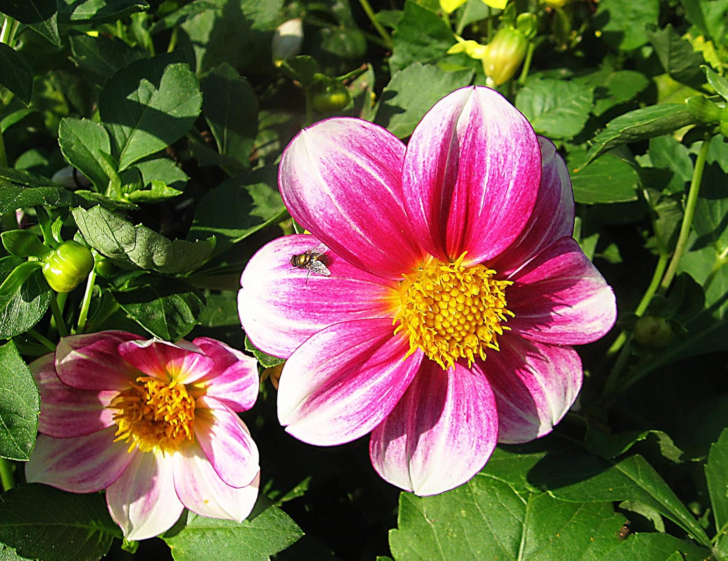 70+ Seeds Dahlia Merry Guys (Funny Guys) - Flower Mix - Hình 4